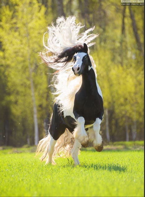 Ekaterina Druz - Equine Photography - Gypsy Vanner - Bursting With Energy